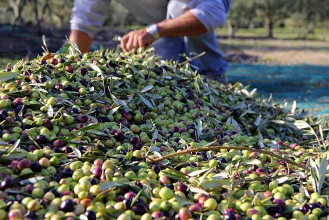 Lancement d’un projet de plantation de 300 ha d’oliviers à Oujda-Angad