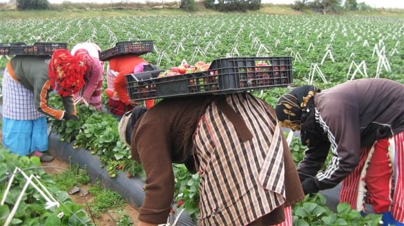 Main-d’oeuvre Maroc-Espagne: 1.000 ouvrières agricoles bénéficiaires de permis de travail partiront en avril prochain
