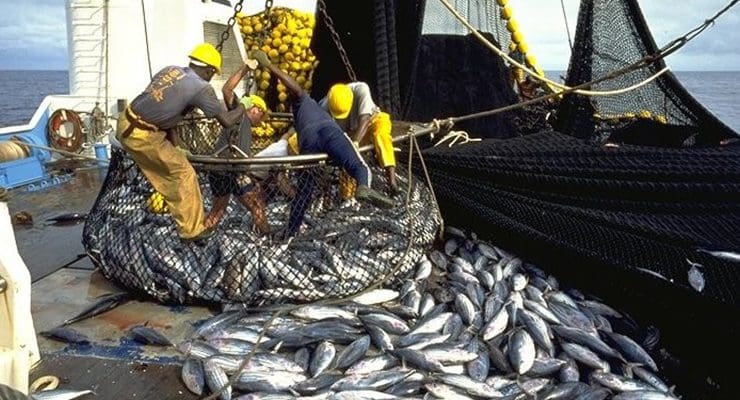 Produits de la pêche: 1,3 million de tonnes commercialisées en 2017