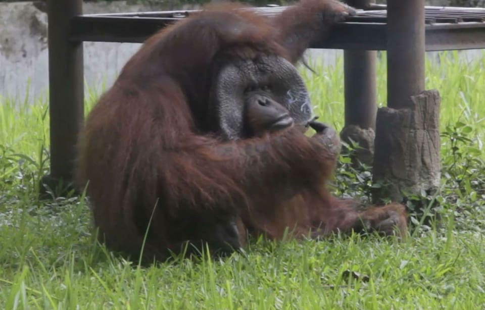 Indonésie: Un orang-outan fume une cigarette lancée par un visiteur du zoo