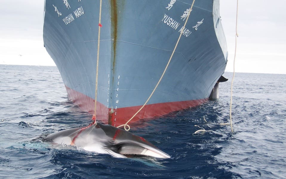 Chasse à la baleine: le Japon tue 333 cétacés dans l’Antarctique