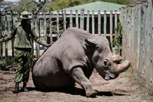 Au Kenya, le dernier rhinocéros blanc mâle du Nord est mort