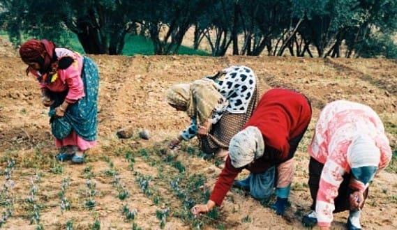 La grande pauvreté rurale sévit encore au Maroc (ONDH)