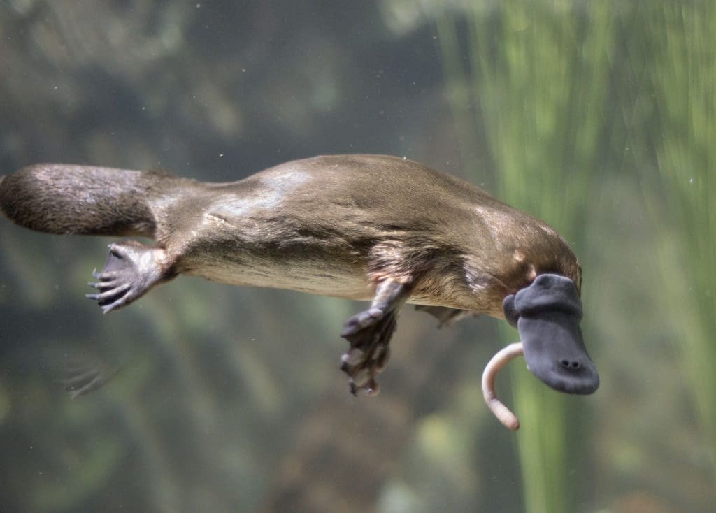 Résistance aux antibiotiques: l’ornithorynque peut sauver des vies humaines