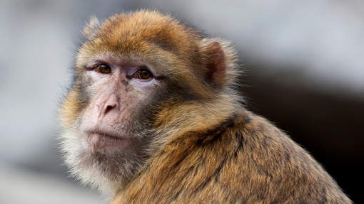 Braconnage: la survie du singe Magot menacée