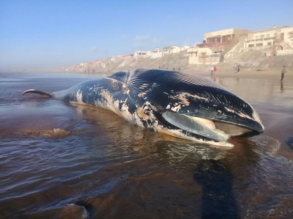 Une baleine de plus de 15 mètres échouée sur une plage près de Casablanca
