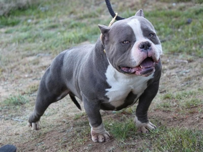 Fès : un policier utilise son arme de service pour neutraliser un pitbull