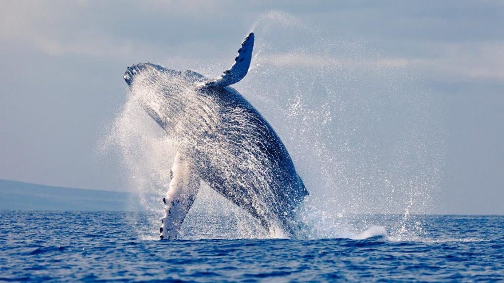 Baleines boréales : ces mammifères marins qui chantent et composent