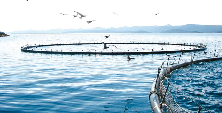 Sidi Ifni: Journée portes-ouvertes sur les opportunités d’investissement en aquaculture