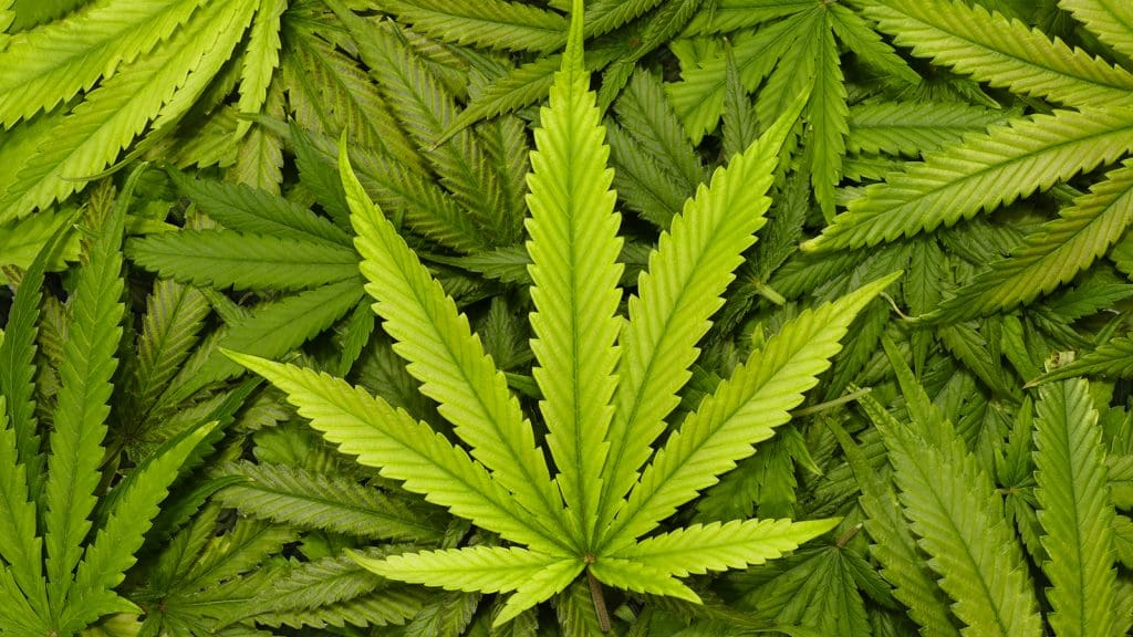 Le Zimbabwe légalise la production du cannabis à des fins médicales