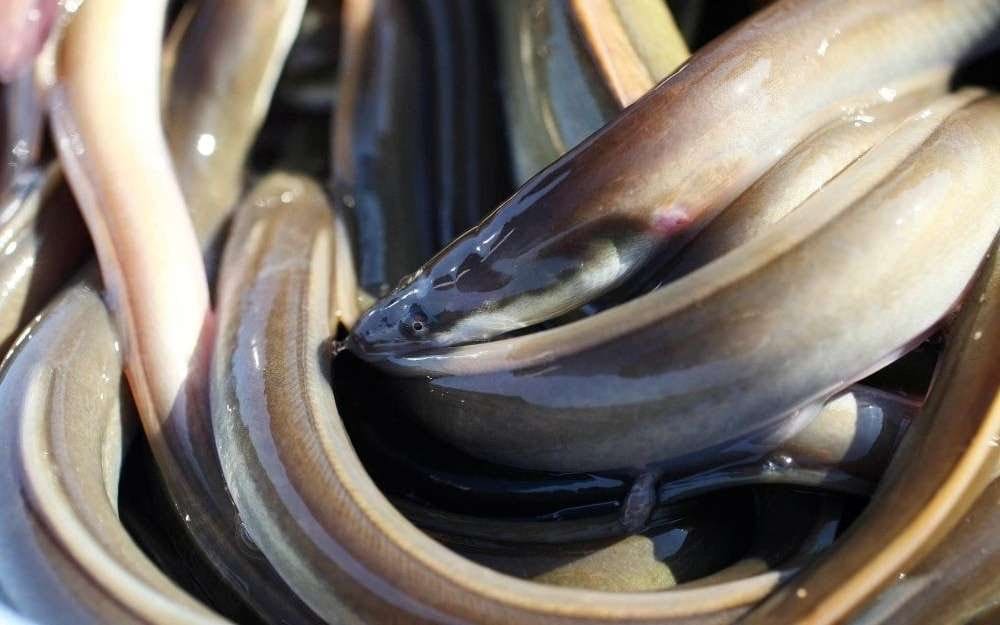 Espagne: démantèlement d’un réseau impliqué dans la contrebande d’anguilles via le Maroc
