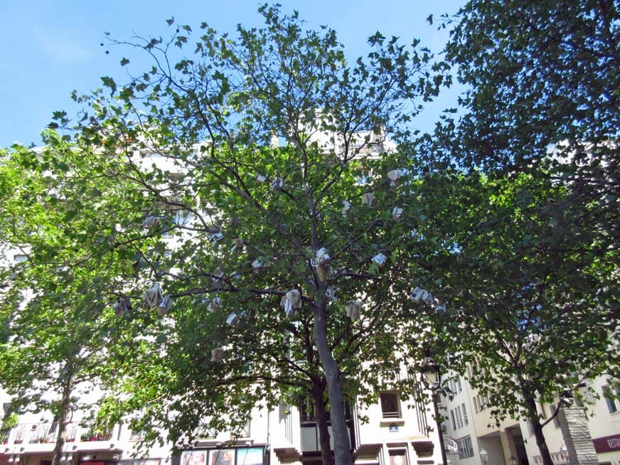 Casablanca : lancement de l’initiative « Arbre aux livres »