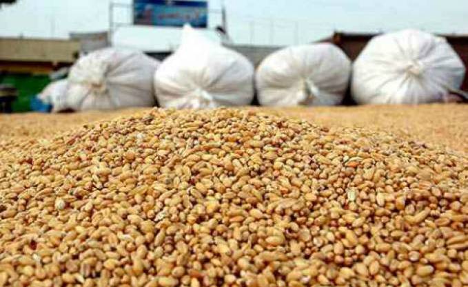 Meknès: Saisie de 900 tonnes du blé dur impropres à la consommation