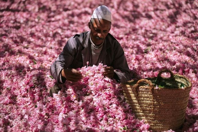 Kelâat Mgouna  : 56e édition du festival de la rose