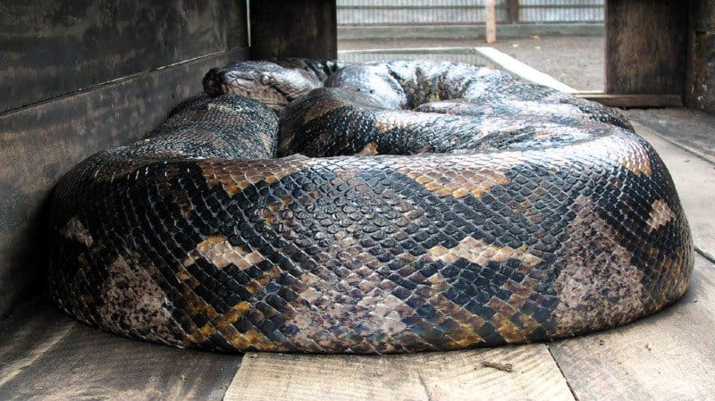Indonésie : le corps d’une femme retrouvé intact dans le ventre d’un python géant