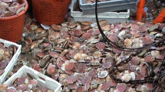 Zone Targha-Chmaâla : levée de l’interdiction sur le ramassage et la commercialisation des coquillages