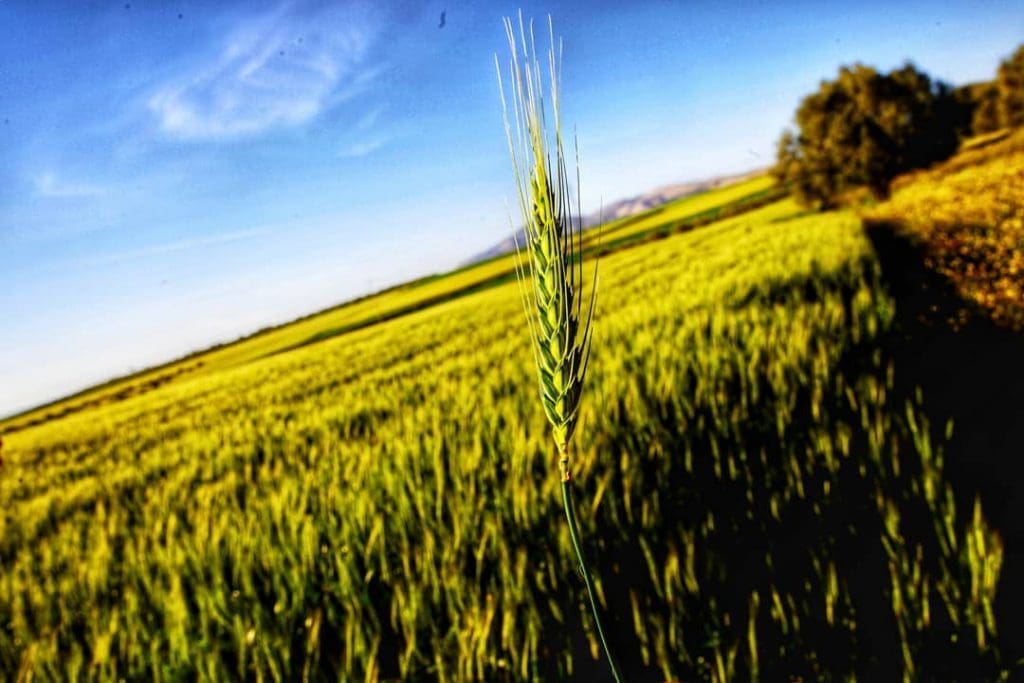 Campagne agricole 2017-2018: une récolte de 103 millions de quintaux, un record historique