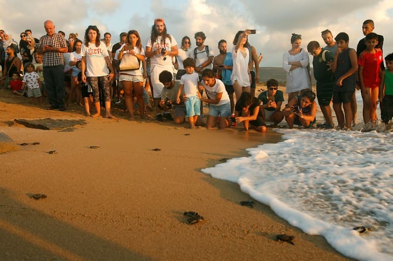 Liban: 200 bébés tortues rejoignent la mer