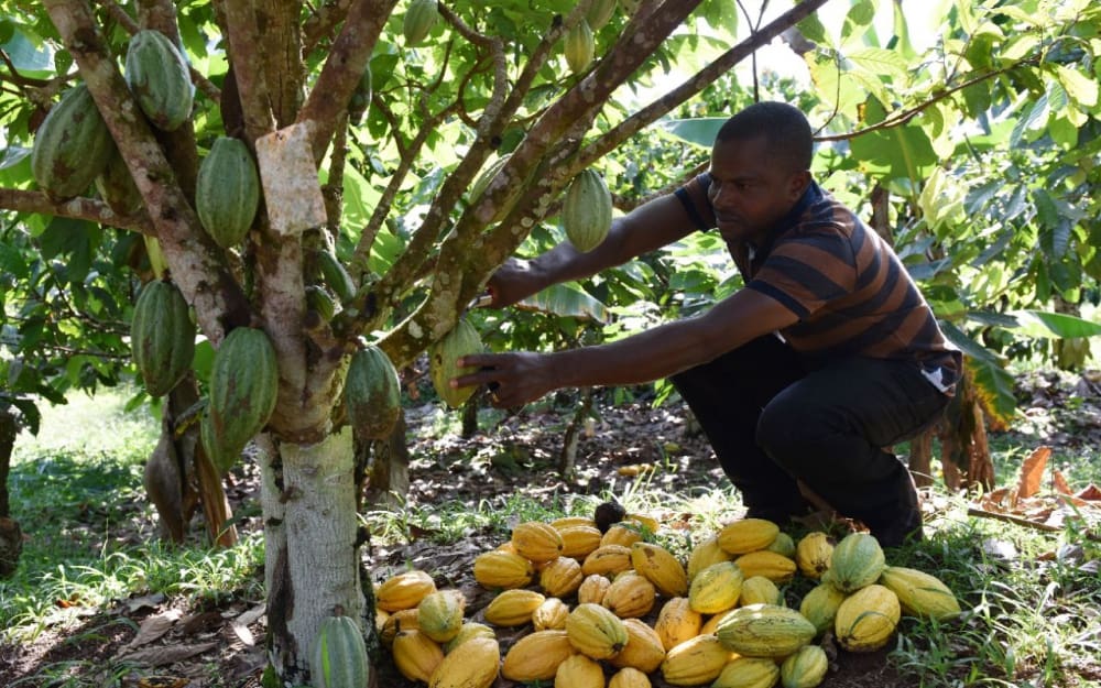 Côte d’Ivoire : un milliard d’euros pour la réhabilitation des forêts