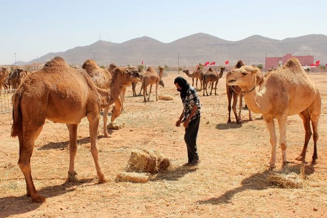 Ouverture à Guelmim de la 8e édition du festival de la semaine du dromadaire