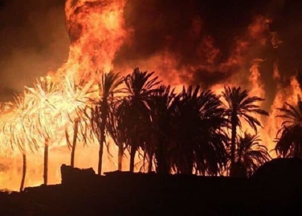 Palmeraie de Tata: Reconstitution des 80 hectares touchés par le feu
