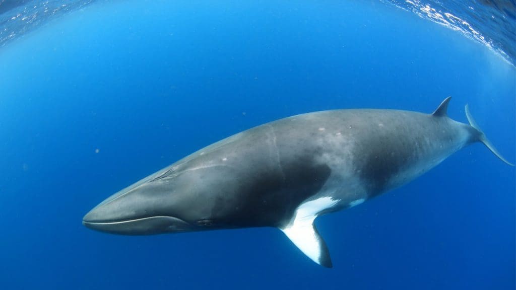 Brésil : Une baleine de 7,5 mètres retrouvée morte