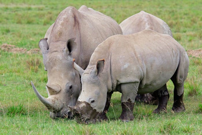 Kenya: huit rhinocéros morts après avoir été changés de parc