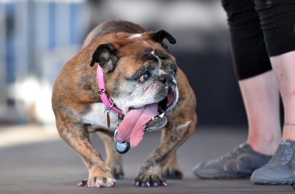 Zsa Zsa, chien « le plus laid au monde », est mort