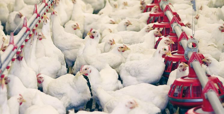 Grippe aviaire : au moins 500 000 volailles mortes ou abattues au Burkina