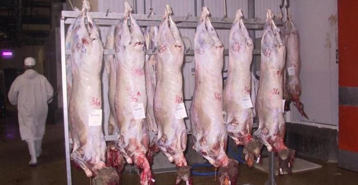 Aid Al Adha : L’abattoir municipal de Tétouan ouvrira ses portes aux familles