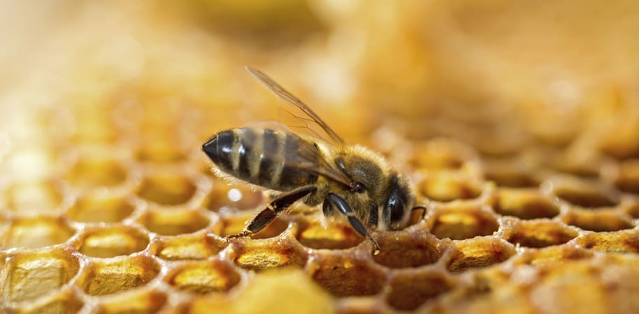 Au Maroc, le plus ancien rucher au monde vidé de ses abeilles