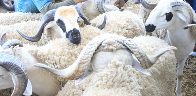 Aïd al-Adha 1442 : 5,8 millions de têtes d’ovins et caprins identifiées