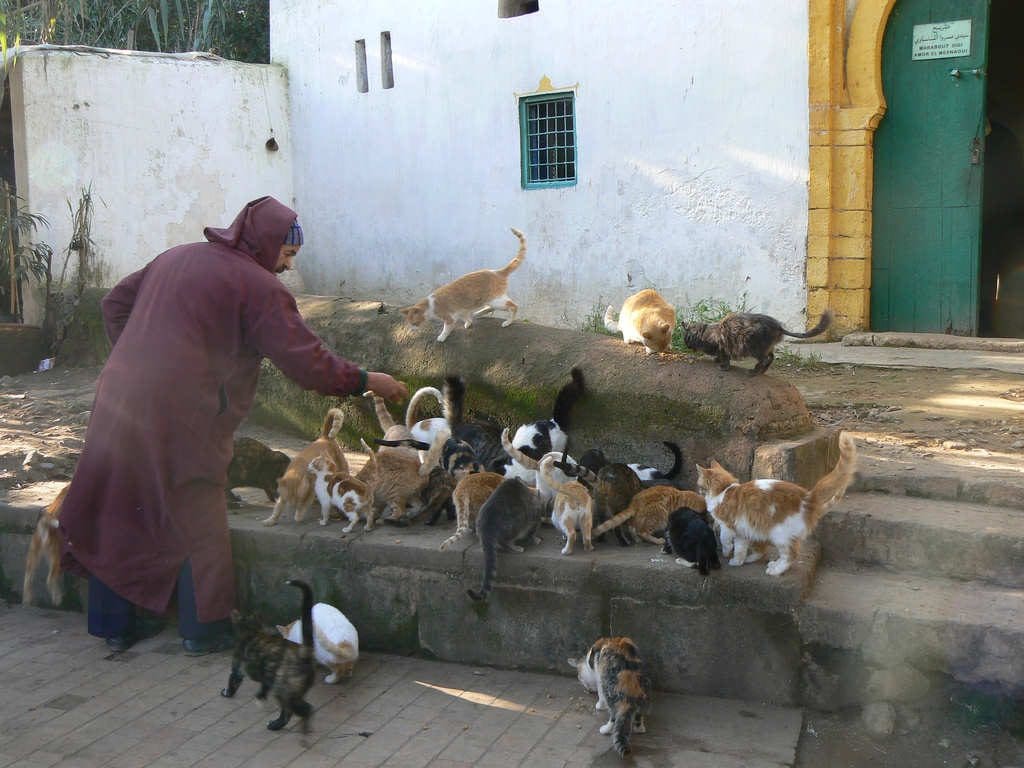 Les chats du Chellah… l’histoire complète