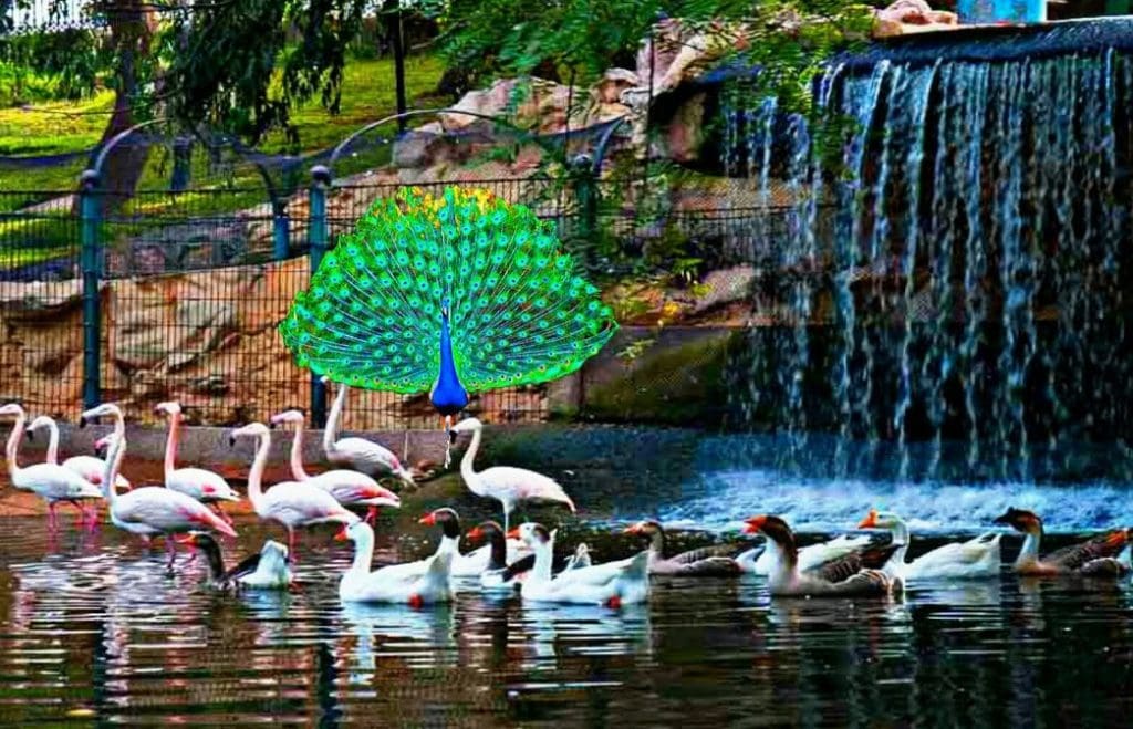 La Vallée des oiseaux d’Agadir sera rénovée