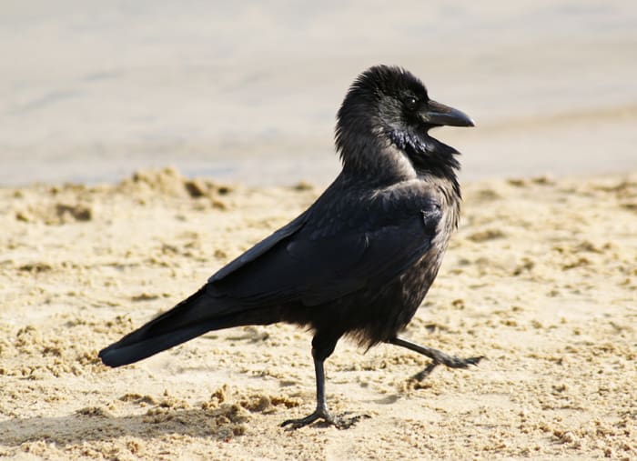 Insolite: un oiseau a perturbé un vol reliant Londres à Singapour