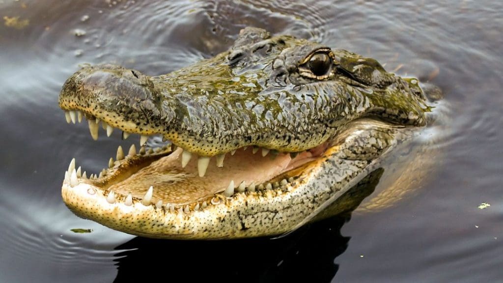 Indonésie : une jeune femme dévorée vivante par un crocodile