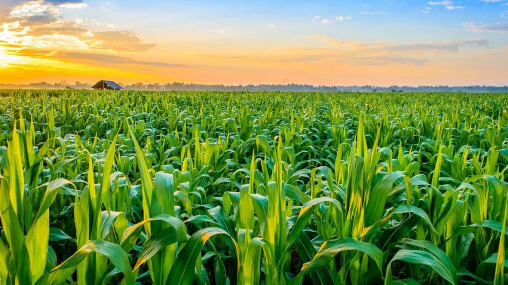OCDE/FAO : 40% des terres de la planète sont utilisées par l’agriculture