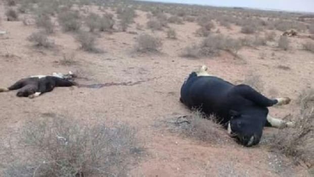 Alerte à Chtouka Ait-Baha : un virus mortel décime des troupeaux de vaches