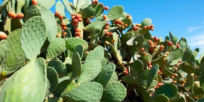 Rhamna : 239 hectares  de cactus attaqués par la cochenille, ont été soignés