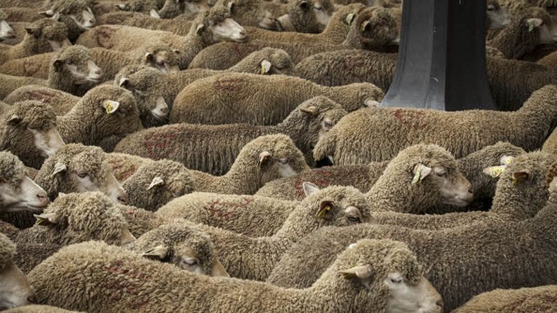 Des dizaines de moutons retrouvées mortes dans la région d’Amizmiz DR