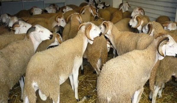Tanger : les autorités empêchent la vente de bétail dans les garages et locaux clandestins DR