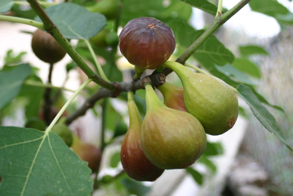 Culture du figuier : Berkane investit 3,5 MDH dans 100 ha pour rendre le fruit disponible toute l’année