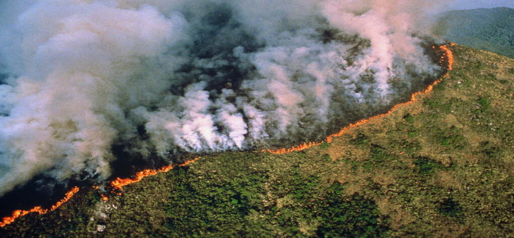 La forêt amazonienne brûle sans discontinuer depuis le mois de juillet