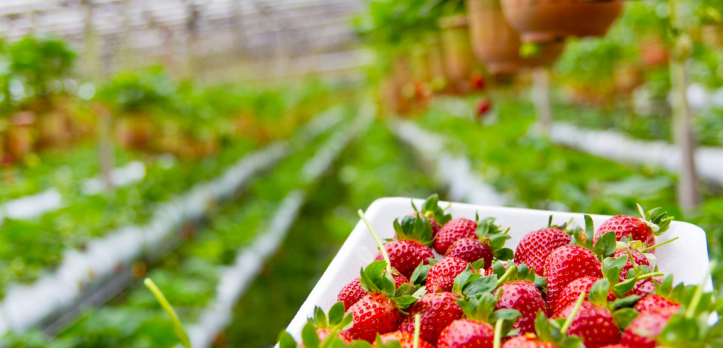 Premier bilan de la campagne la campagne de cueillette des fraises et des fruits rouges