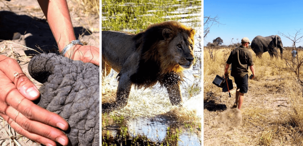 Meghan Markle et le prince Harry publient des photos de leur voyage en Afrique