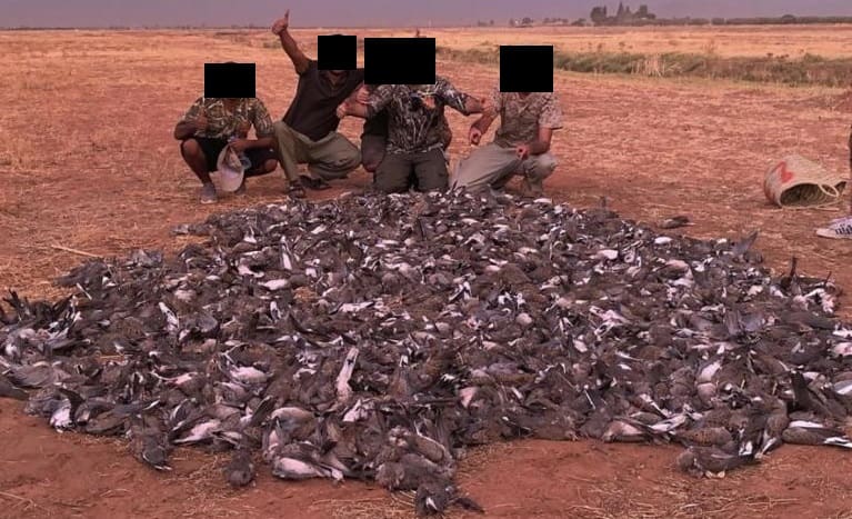 Carnage de tourterelles : les autorités sanctionnent la société de chasse organisatrice de la partie de chasse