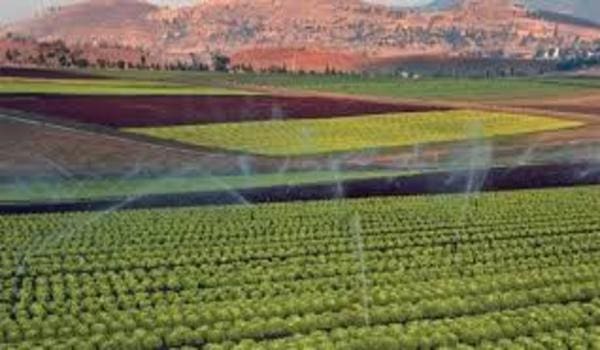 Fès-Meknes : une carte agricole pour contrer l’urbanisation non contrôlée