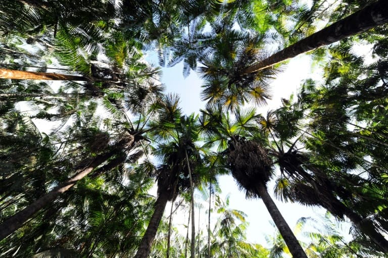 Planter des arbres pour pallier aux émissions de CO2 : une solution pas si miraculeuse que ça