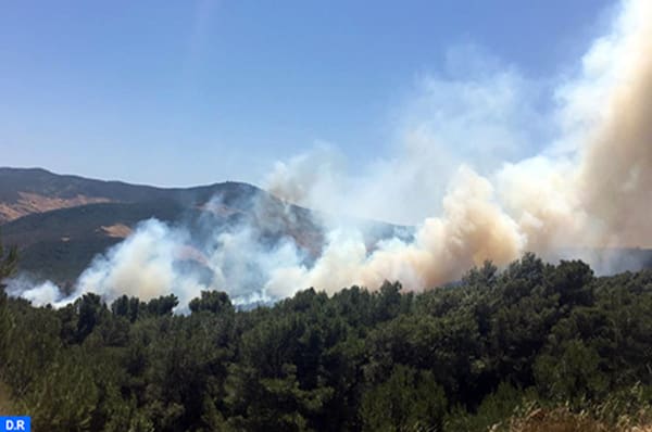 Chefchaouen : 65 hectares de la forêt de Achacha-Tassift dévastés par le feu