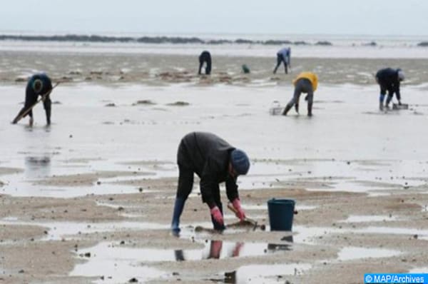 Safi : levée d’interdiction sur le ramassage et la commercialisation des coquillages
